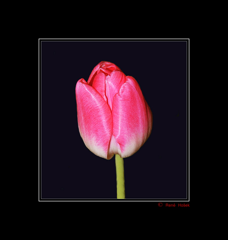 Tulp Nr. 185,751