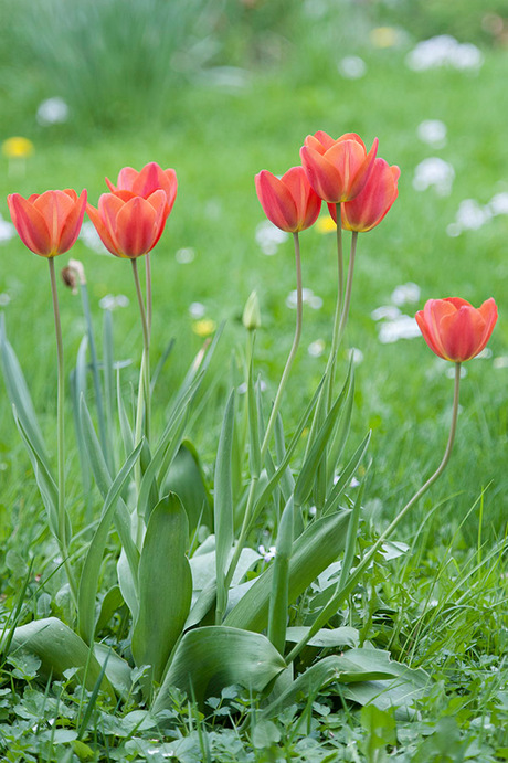 Tulpen