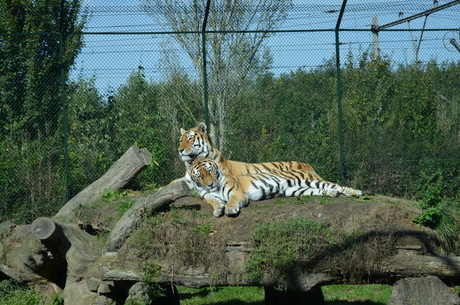 Gezellig in de zon