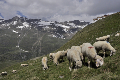 schapen in de alpen