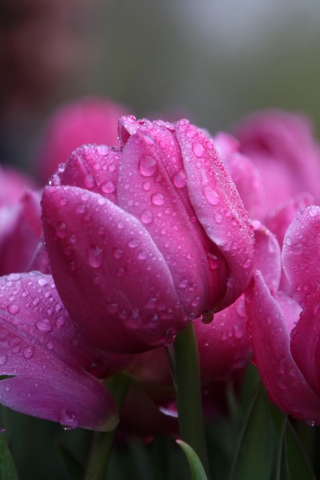 Tulp na de regen