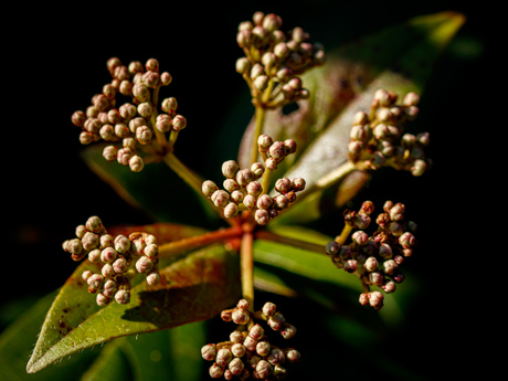 Viburnum knopjes