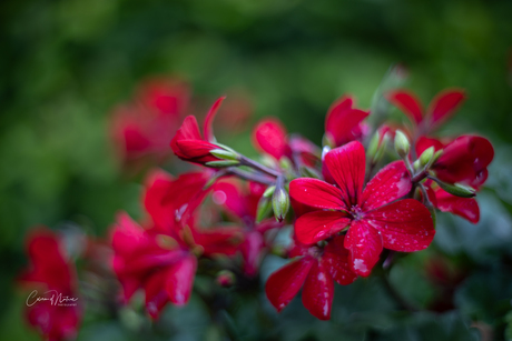 Geranium 