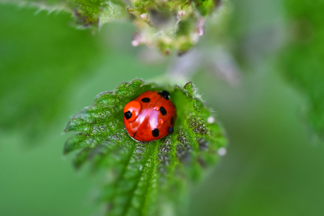 Ladybug