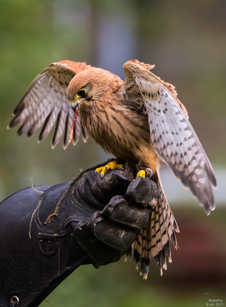 Canon Experience Day - Roofvogels_08