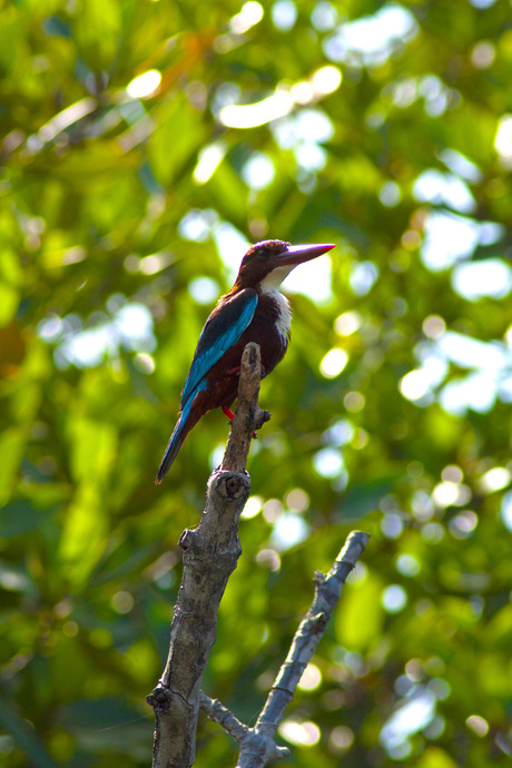 IJsvogel in boom