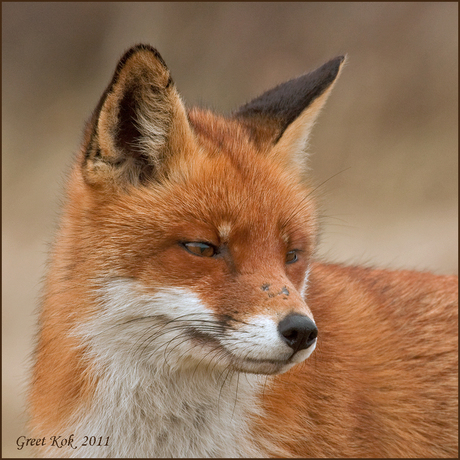 Portret van het andere vosje