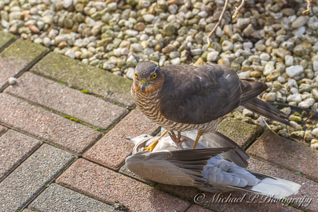 Sperwer in actie