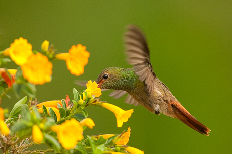Hummingbird Hunting 3