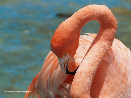 Flamingo op Curacao