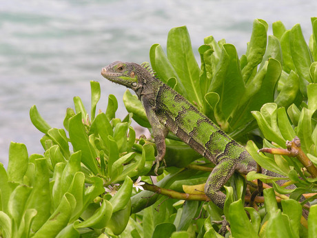 Wildlife Aruba