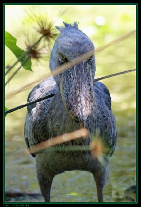 Shoebill 1