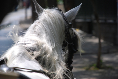 De paard achter de wagen