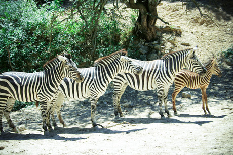 fotomoment zebra