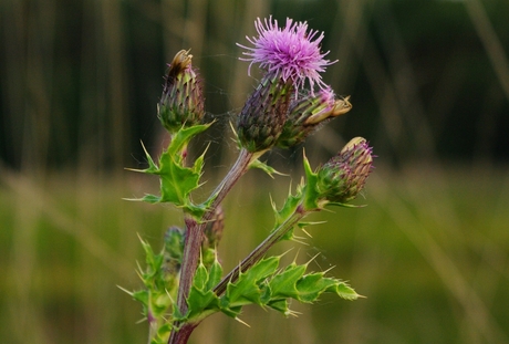 Distel in bloei