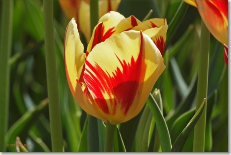 Tulp