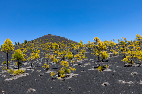 Nieuw bos op de vulkaanhelling - La Palma