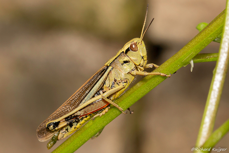 Moerassprinkhaan (Stethophyma grossum)