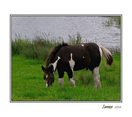 Tot mn knieen in het gras.