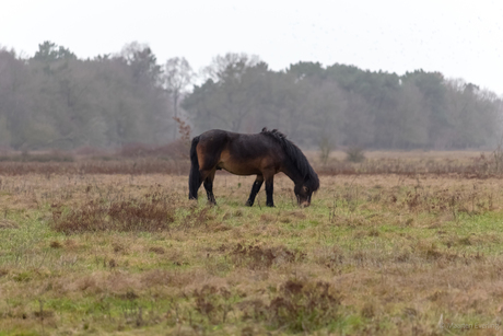 Lonely Exmoor