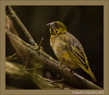 Bird on a Branch