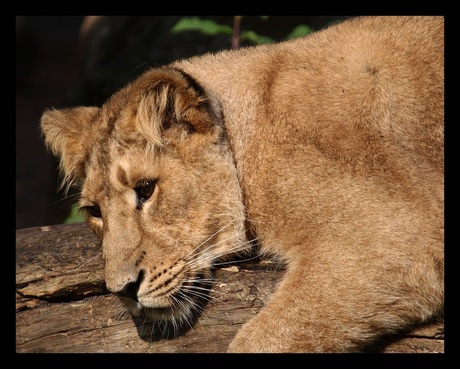 jonge leeuw (2)