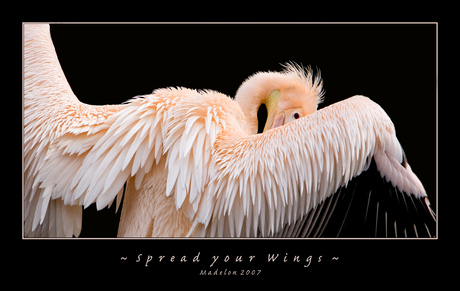 ~ Spread your Wings ~