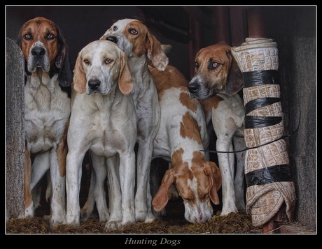 Hunting dogs