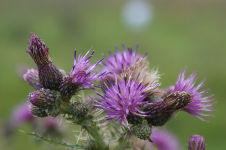 Distel