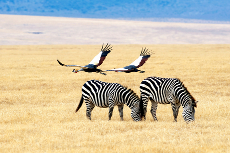 Zebra met Kraanvogels