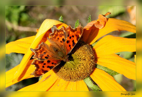 Vlindertuin Waalre