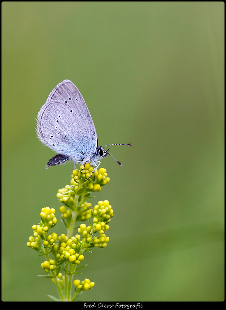 Dwerg Blauwtje