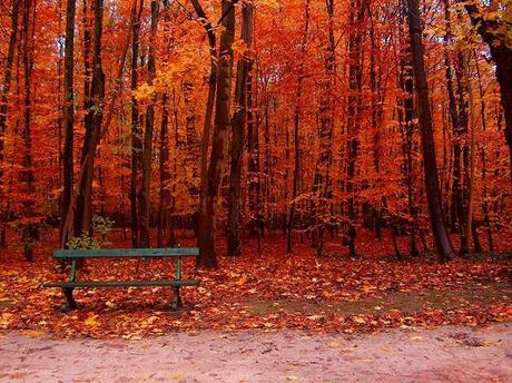 De oude bank in het park