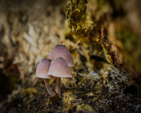 Hé paddenstoelen