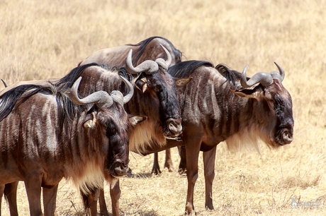 Ngorongoro Crater in Tanzania