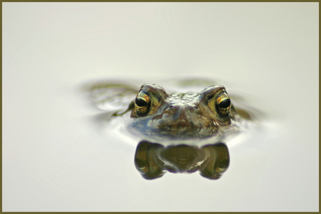 Swimming Frog