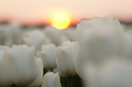 Tulps sunset