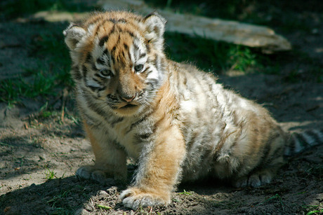 Baby tijger