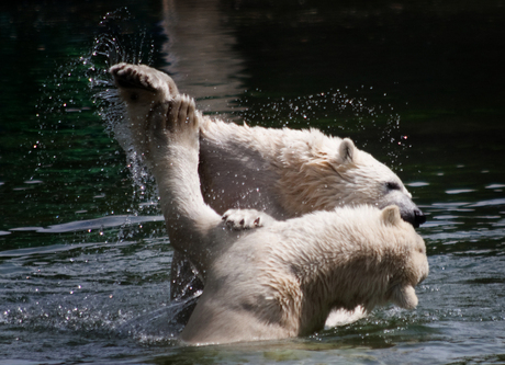 IJsberen Dans