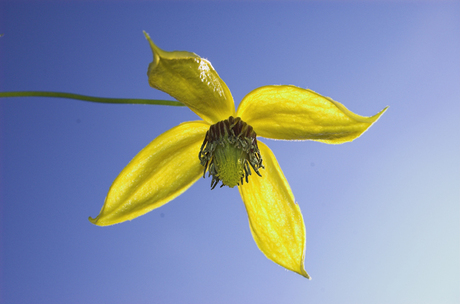 Sunny Sunday Flower