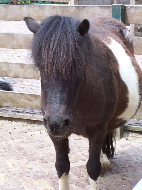 Lief paardje in de wei