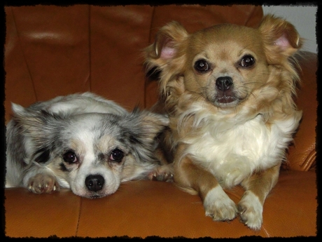 Mijn Chihuahua's Lisa (blue-merle) & haar moeder Vicky (licht-bruin).