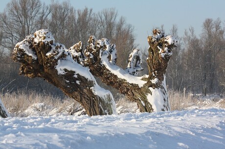 winter in de biesbosch