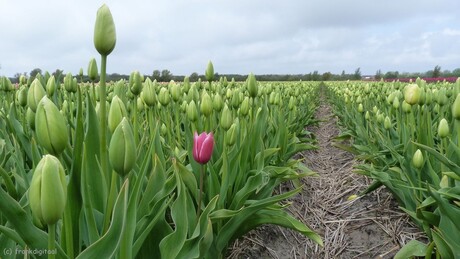 Tulpen, er moet er altijd 1 de eerste zijn