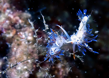 Cratena peregrina, zeenaaktslakjes
