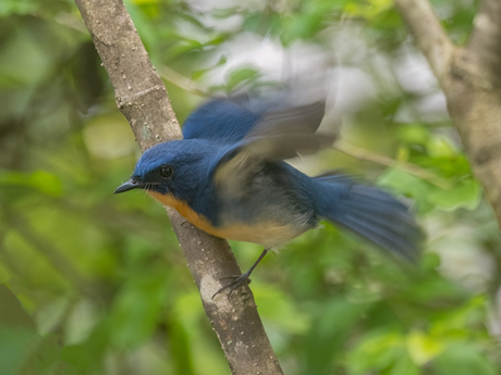 Tickell's blue flycatcher