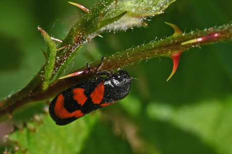 Bloedcicade