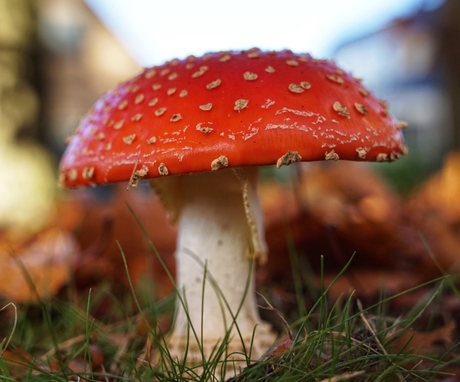 Vliegenzwam 🍄 