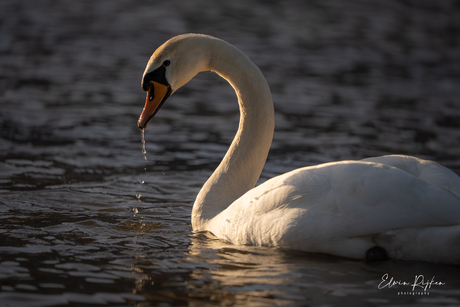 Zon en Zwaan