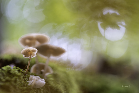 Herfst in het bos